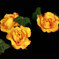 Dekorationsblüte Rose gelb/orange Ø ca.6cm