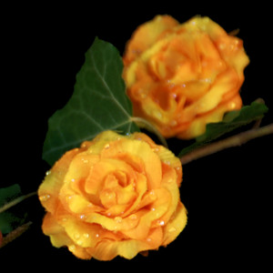 Dekorationsblüte Rose gelb/orange Ø ca.4cm