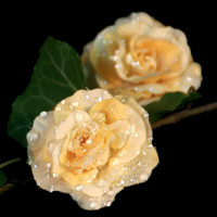 Dekorationsblüte Rose hellgelb Ø ca.4cm