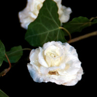 Dekorationsblüte Rose creme/weiß Ø ca.4cm
